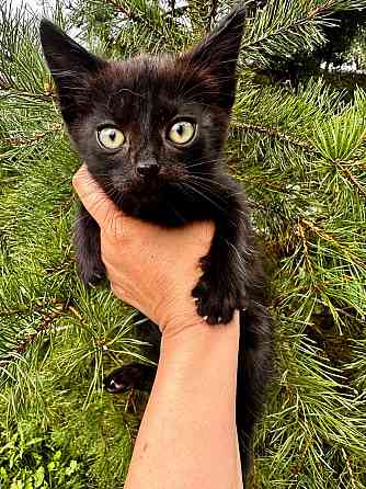 Черный котёнок Вук ищет заботливых хозяев Москва