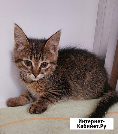 Обаятельная котенок-девочка Ясмина в добрые руки Москва - изображение 2
