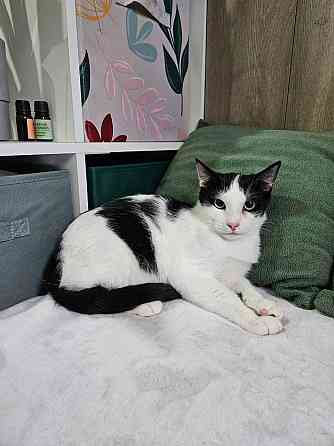 Котик Братик в добрые руки Москва