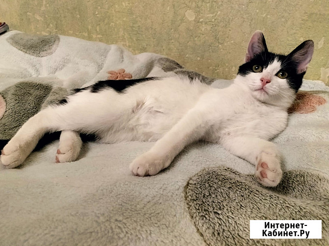 Котенок-девочка Шанти в добрые руки Москва - изображение 4
