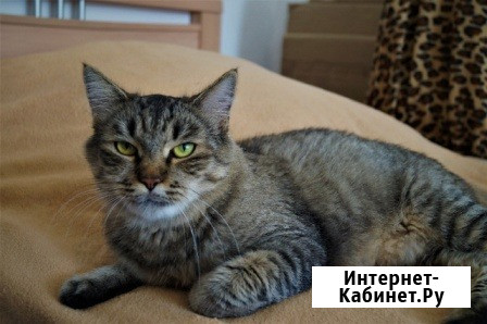 Спокойная и добрая кошка Анфиса в добрые руки Москва - изображение 1
