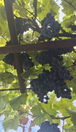 Саженцы винограда Симферополь