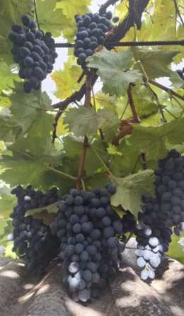 Саженцы винограда Симферополь