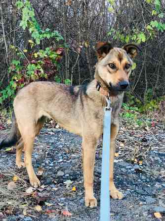 Миниатюрная Дина Санкт-Петербург