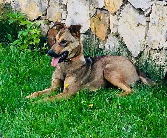 Миниатюрная Дина Санкт-Петербург