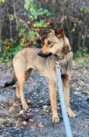 Миниатюрная Дина Санкт-Петербург