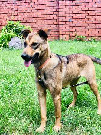 Миниатюрная Дина Санкт-Петербург