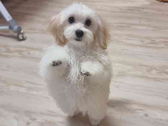 Продам мальтпу F1 mini baby face Korean Девочка Мальчик Калининград