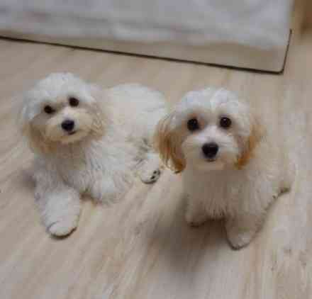 Продам мальтпу F1 mini baby face Korean Девочка Мальчик Калининград