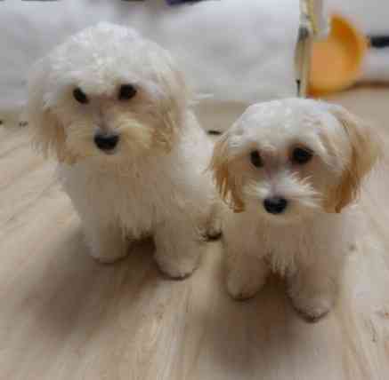 Продам мальтпу F1 mini baby face Korean Девочка Мальчик Калининград