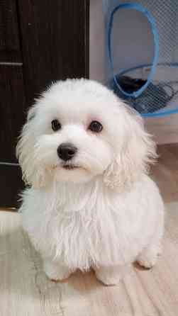 Продам мальтпу F1 mini baby face Korean Девочка Мальчик Калининград