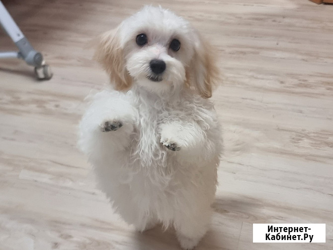 Продам мальтпу F1 mini baby face Korean Девочка Мальчик Калининград - изображение 1