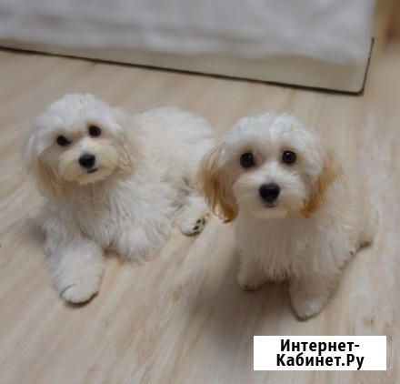 Продам мальтпу F1 mini baby face Korean Девочка Мальчик Калининград - изображение 2