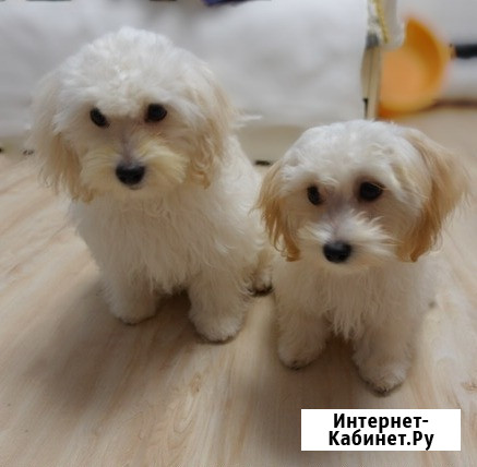 Продам мальтпу F1 mini baby face Korean Девочка Мальчик Калининград - изображение 3