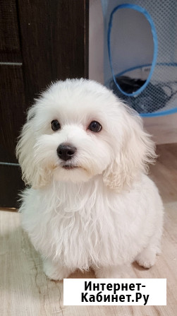 Продам мальтпу F1 mini baby face Korean Девочка Мальчик Калининград - изображение 4