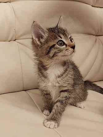 Чудесная малышка котенок Минни в добрые руки Москва