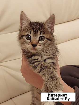 Чудесная малышка котенок Минни в добрые руки Москва - изображение 2