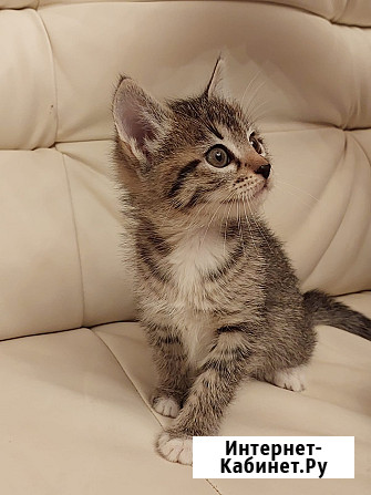 Чудесная малышка котенок Минни в добрые руки Москва - изображение 3