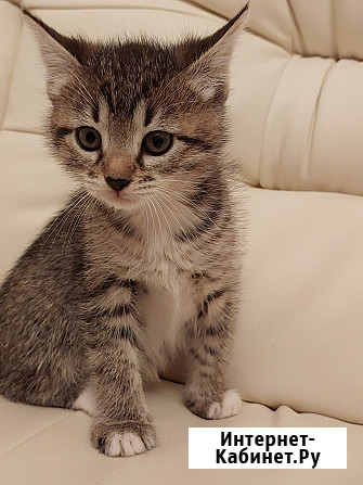 Чудесная малышка котенок Минни в добрые руки Москва - изображение 1