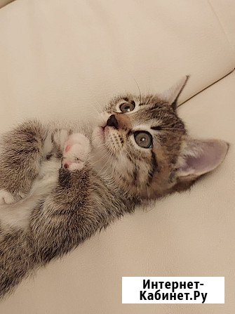 Чудесная малышка котенок Минни в добрые руки Москва - изображение 4