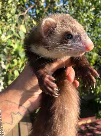 Домашние Хорьки Москва