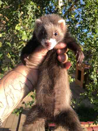 Домашние Хорьки Москва