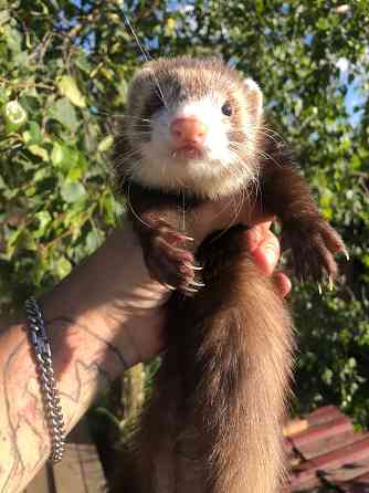 Домашние Хорьки Москва