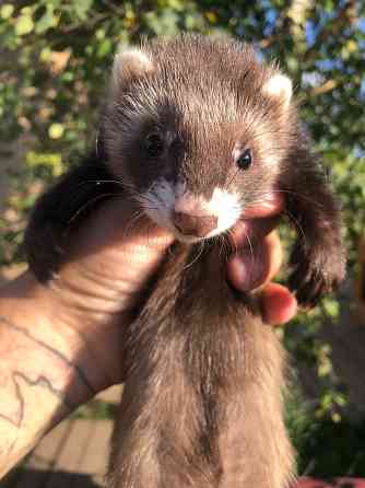 Домашние Хорьки Москва