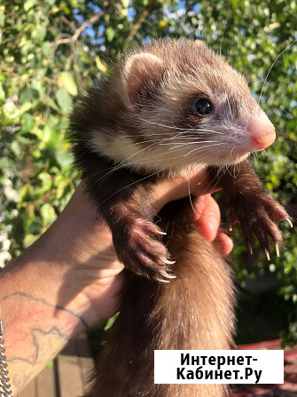 Домашние Хорьки Москва - изображение 2