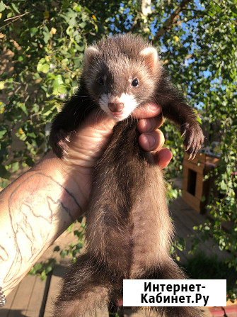 Домашние Хорьки Москва - изображение 4