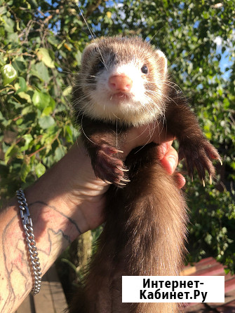 Домашние Хорьки Москва - изображение 1