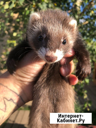 Домашние Хорьки Москва - изображение 3