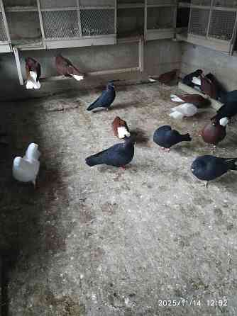 Голуби продажа Екатеринбург