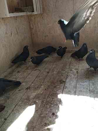 Голуби продажа Екатеринбург