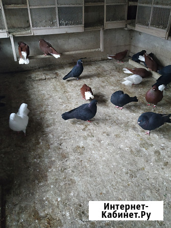 Голуби продажа Екатеринбург - изображение 4