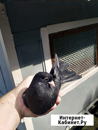 Голуби продажа Екатеринбург - изображение 2