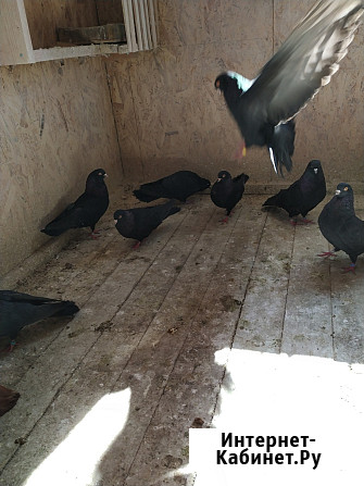 Голуби продажа Екатеринбург - изображение 1
