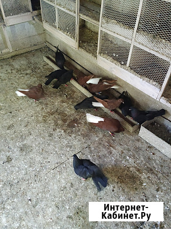 Голуби продажа Екатеринбург - изображение 3