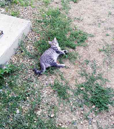 Пропала кошка серая полосатая в г.Кореновске Кореновск