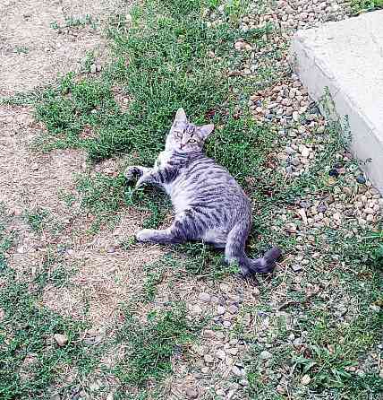 Пропала кошка серая полосатая в г.Кореновске Кореновск