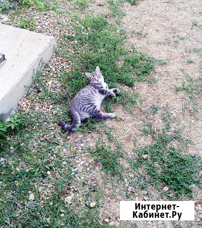 Пропала кошка серая полосатая в г.Кореновске Кореновск - изображение 2