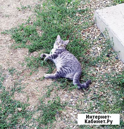 Пропала кошка серая полосатая в г.Кореновске Кореновск - изображение 1