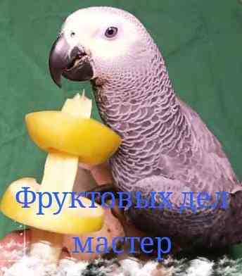 Жако и аратинга птенцы выкормыши говорящие от заводчика Казань