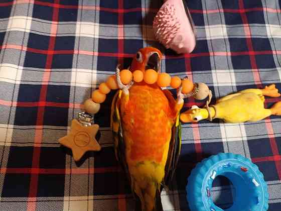 Жако и аратинга птенцы выкормыши говорящие от заводчика Казань