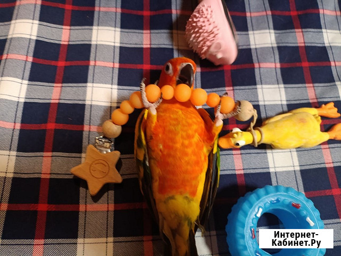 Жако и аратинга птенцы выкормыши говорящие от заводчика Москва - изображение 1