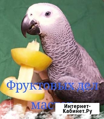 Жако и аратинга птенцы от заводчика Череповец - изображение 1