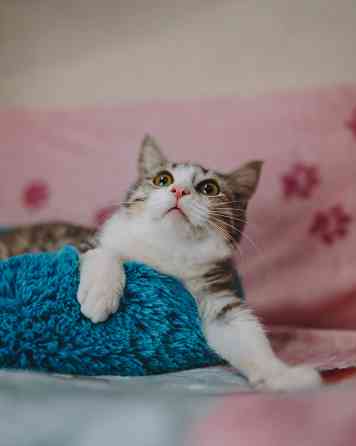 Милый котенок ищет семью Сочи