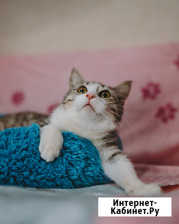 Милый котенок ищет семью Сочи - изображение 1