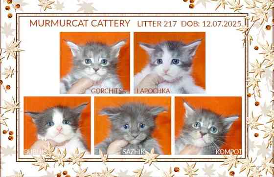 Мейн кун котята питомник Murmurcat Москва Москва