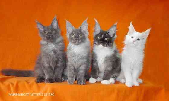 Мейн кун котята питомник Murmurcat Москва Москва